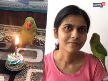 5 साल का हो गया मिट्ठू,जन्मदिन पर चोंच से काटा केक,परिवार बोला-हैप्पी बर्थ डे