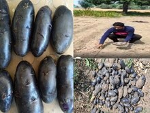 PHOTOS: काले आलू से उगा रहे 'सोना', कीमत 500 रुपए किलो, सुगर पेशेट के लिए सेफ!