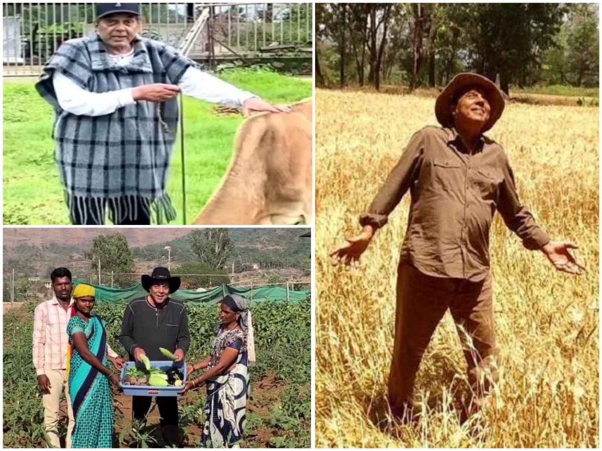 87 साल के हो चुके धर्मेंद्र अब भी बॉलीवुड में सक्रिय हैं. उनकी इस साल भी 'अपने 2' व 'रॉकी और रॉनी की प्रेम कहानी' आने वाली है. धर्मेंद्र प्रकृति प्रेमी हैं और हर कोई यह बात जानता है. सुपरस्टार आए दिन अपने इंस्टाग्राम अकाउंट पर लोनावाला स्थित फार्महाउस के वीडियो शेयर करते रहते हैं. एक्टिंग से दूर ही-मैन अब जानवरों की देखभाल के साथ ऑर्गेनिक खेती भी करते हैं. उनके फार्महाउस में सैकड़ों गायें हैं. पंजाब से ताल्लुक रखने वाले धर्म पाजी देसी सब्जियां उगाते और खाते हैं. इस उम्र में भी वह काफी फिट हैं. बता दें एक बार धर्मेंद्र ने खेती करने और गाय-भैंस पालने को लेकर एक इंटरव्यू में कहा था कि जब मैं गोबर नहींं उठाता, तबत तक मेरा दिन शुरू नहीं होता. इस बात आप समझ सकते हैं उन्हें इन सब कामों में कितना मजा आता है.