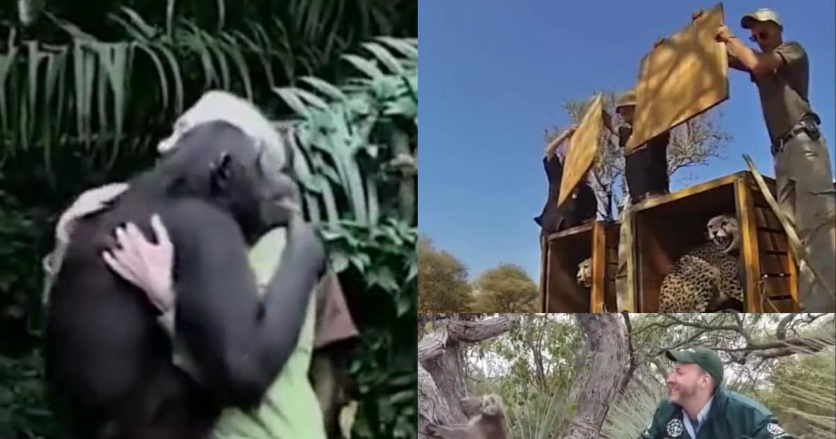 Forest officers share video of animal bird rescue released into jungle