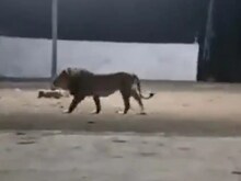 VIDEO: अपनी गली में कुत्ता भी शेर होता है... जब कुत्तों से डर गया जंगल का राजा