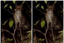 सावधान! कोरबा के टूरिस्ट प्लेस कॉफी प्वांइट में दिखा तेंदुआ, देखें Video