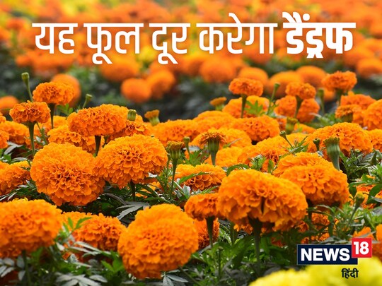 गेंदे के फूल का इस्‍तेमाल आप बालों से डैंड्रफ दूर करने में भी कर सकते हैं.