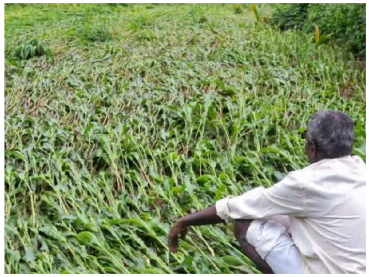 Expaliner, Crop loss Compensation, PM Fasal Beema Yojana, Crop Compensation, Crop damaged due to bad weather, hailstrom in India, Heavy Rain in India, Uttar Pradesh, Rajasthan, Haryana, Bihar, Madhya Pradesh, Punjab, NDRF, Natural Disaster, How do farmers get compensation when crops are damaged due to bad weather, will farmers get relief even if the harvested crop is wasted 