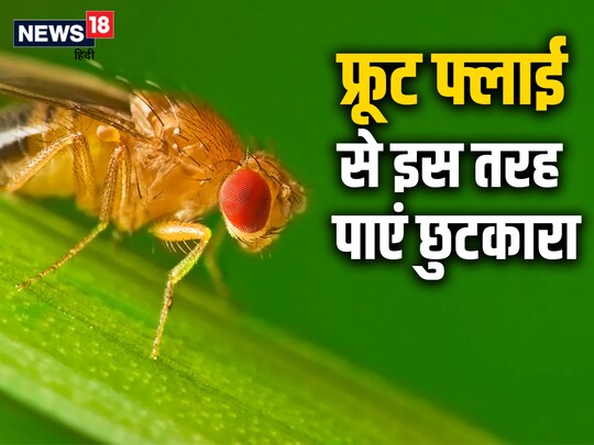 फ्रूट फ्लाई तेजी से रीप्रोडक्‍शन करती हैं.