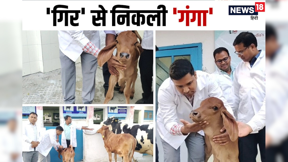 &#039;गिर&#039; से निकली &#039;गंगा&#039;: NDRI वैज्ञानिकों को बड़ी कामयाबी, भारत की पहली क्लोन गाय ने बछड़ी को दिया जन्म