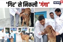 'गिर' से निकली 'गंगा': NDRI वैज्ञानिकों को बड़ी कामयाबी, भारत की पहली क्लोन गाय ने बछड़ी को दिया जन्म