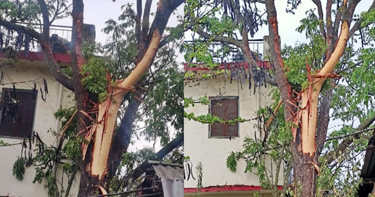 Weather Forecast: हिमाचल के भंगरोटू स्कूल में पेड़ पर गिरी आसमानी बिजली, महिला टीचर बेहोश, बाल-बाल बचे 33 बच्चे