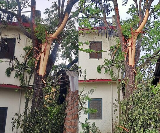 हिमाचल के मंडी जिले में सरकारी स्कूल के परिसर में पेड़ पर गिरी बिजली.