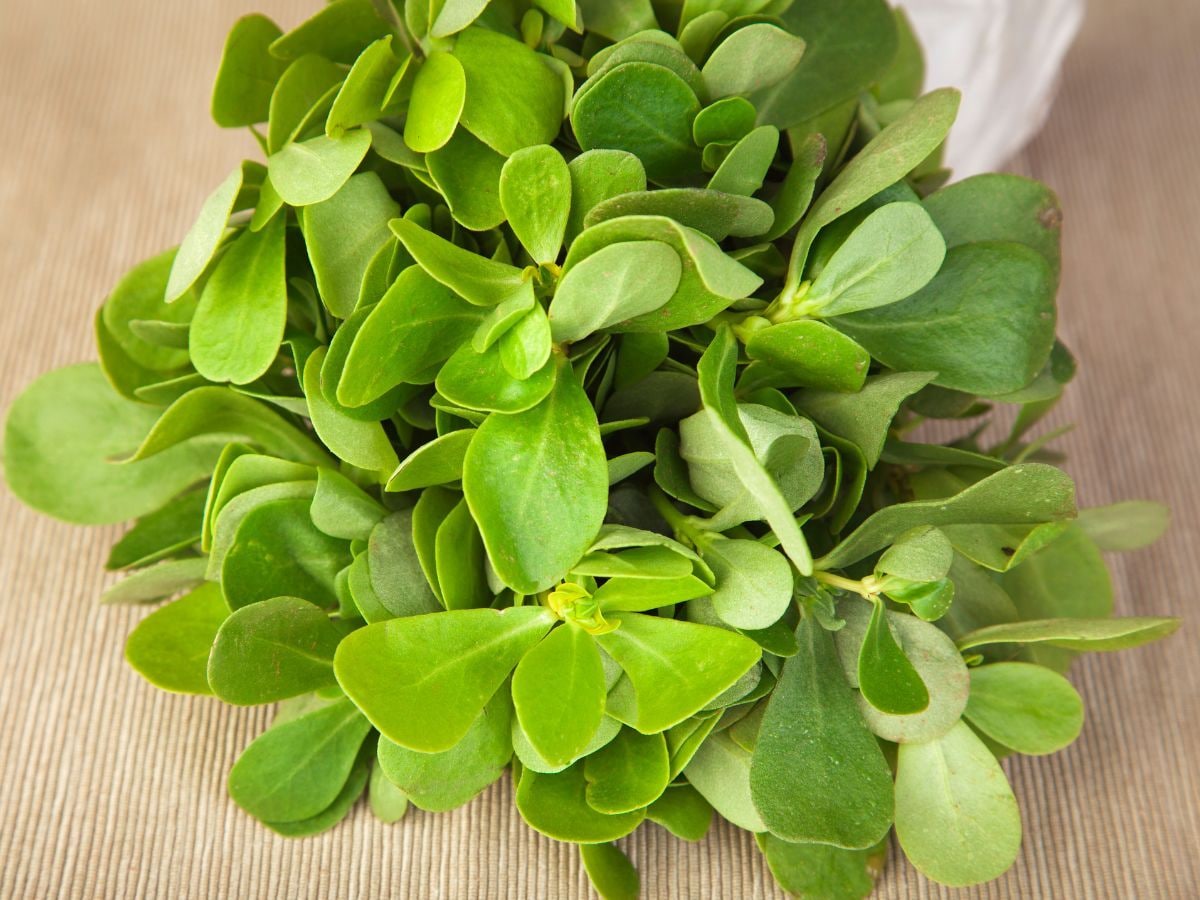 Kulfa saag helpful to reduce weight lower bad cholesterol Purslane