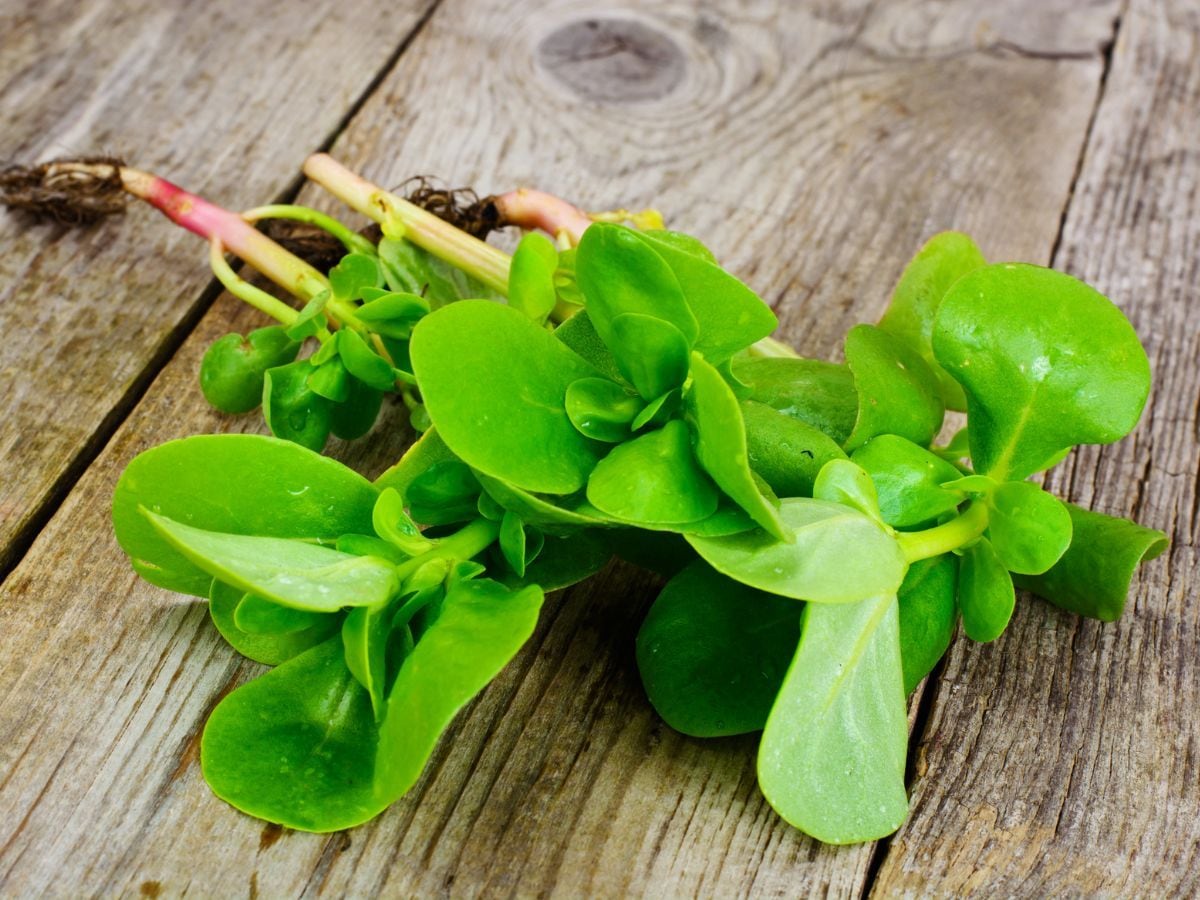 Kulfa saag helpful to reduce weight lower bad cholesterol Purslane