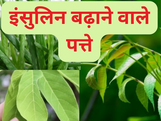 ये औषधीय पौधों के पत्ते इंसुलिन को बढ़ाने में मददगार है. Image: Canva