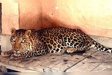 Lucknow Zoo: Doctors are keeping a special eye on the male leopard Ashoka here, news is being taken every moment