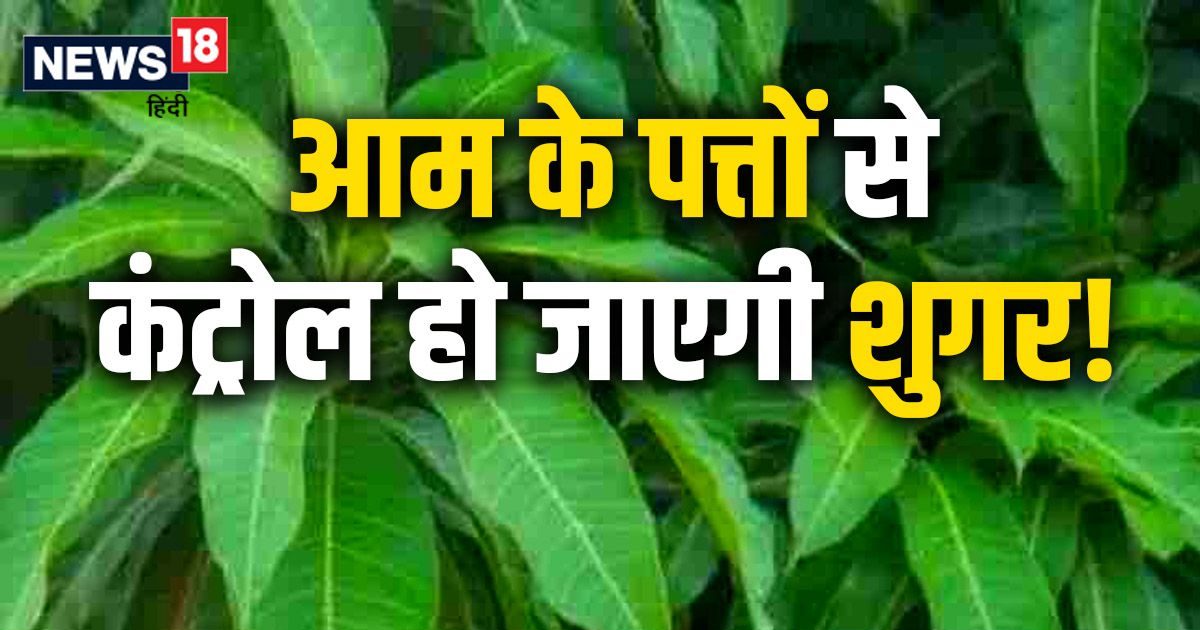 Will increased sugar be controlled with mango leaves?  5 amazing benefits will surprise you, use it like this