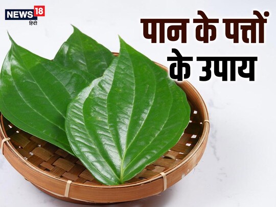 ज्योतिष शास्त्र में पान के पत्तों को दैवीय पत्तों के रूप में जाना जाता है.
