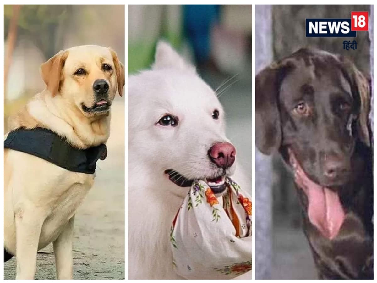 Street Dogs, Stray Dogs, Dogs Danger, Dogs attack in India, Dogs Attack on Kid, Animal Lover, Terror of Stray dogs, Dogs Terror, आवारा कुत्‍ते, गली के कुत्‍ते, आवारा कुत्‍तों ने बच्‍चे पर किया हमला, कुत्‍तों का आतंक, पशुप्रेमी, एनिमल लवर, स्‍ट्रे डॉग्‍स, नीदरलैंड्स, Netherlands