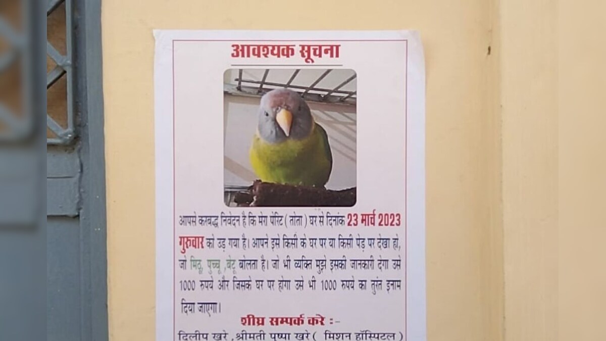पक्षी प्रेमी परिवार: पालतू तोता गुम हुआ तो शहर में लगवाए पोस्टर, 1000 रुपये इनाम देने का ऐलान