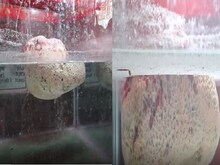 Video: जल में तैर रहा रामेश्वरम के रामसेतु का पत्थर, इस मंदिर में करें दर्शन