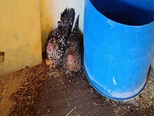 रांची में बर्ड फ्लू की दस्तक, केंद्रीय मंत्री के आवास में 45 मुर्गियों की मौत