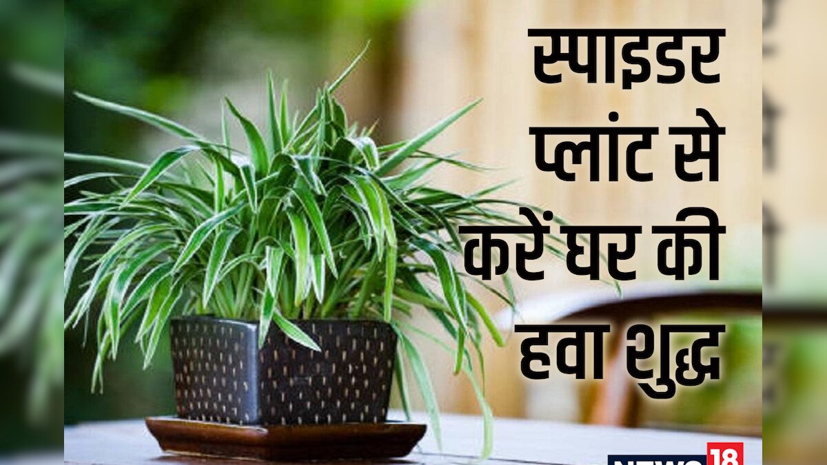 कमरे में जरूर रखें स्पाइडर प्लांट, खूबसूरती बढ़ाने के साथ हवा को बनाएगा साफ, जरूर जानें 3 बड़े फायदे