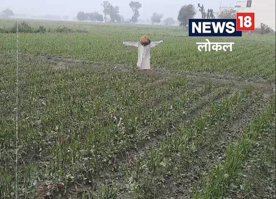 सिरसा
