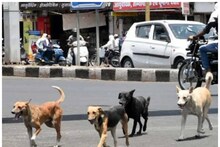 Delhi Stray Dogs: राजधानी दिल्ली को अब लावारिस कुत्तों के आतंक से जल्द मिलेगी निजात, MCD की यह है तैयारी
