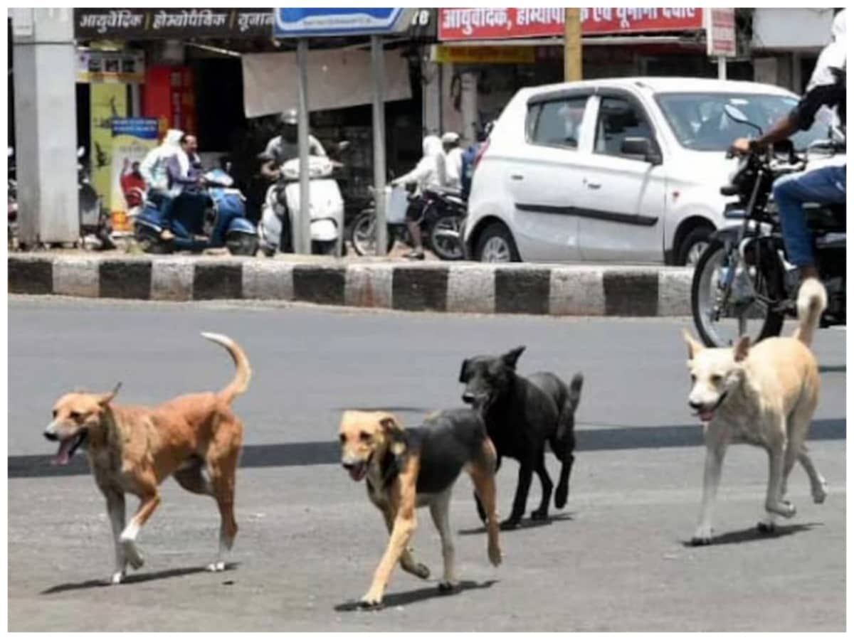 Street Dogs, Stray Dogs, Dogs Danger, Dogs attack in India, Dogs Attack on Kid, Animal Lover, Terror of Stray dogs, Dogs Terror, आवारा कुत्‍ते, गली के कुत्‍ते, आवारा कुत्‍तों ने बच्‍चे पर किया हमला, कुत्‍तों का आतंक, पशुप्रेमी, एनिमल लवर, स्‍ट्रे डॉग्‍स, नीदरलैंड्स, Netherlands