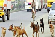 Stray Dogs: Dog Terror in Delhi!  In these two hospitals, 47,000 cases came in 6 months, street vendors also become victims