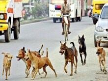 द‍िल्‍ली में कुत्‍तों का आतंक! 6 माह में इन दो अस्‍पतालों में आए 47 हजार केस