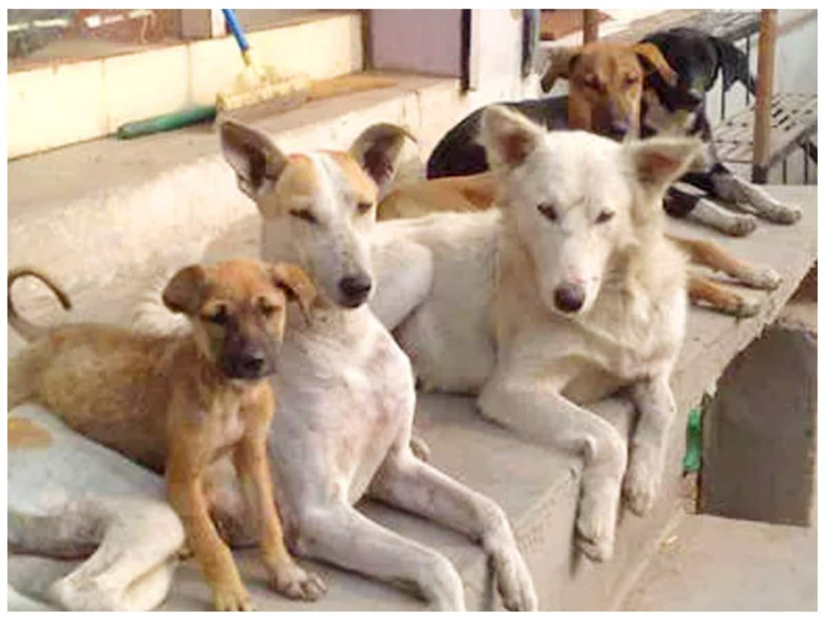 Street dog, dog attack in delhi, Shaili Oberoi on dog attack, Dog Attack Cases, Dog Attack Cases in india, Dog Attack Cases in hindi, dog attack data, dog attack in delhi, noida dog bite case, dog bite cases, dog bite, Dog attack, Dog Census, dog news, Noida, Ghaziabad, Delhi-NCR NEWS, common man issues, New Plan for street Dog, terror of street dog, आवारा कुत्तों के लिए बनेगा प्लान, आवारा कुत्तों के लिए राजधानी में बनेगा प्लान, नोएडा में कुत्तों का हमला, मासूम की गई जान, क्यों सोसायटियों में होती हैं कुत्ता काटने की घटनाएं, दिल्ली एनसीआऱ, नोएडा न्यूज, दिल्ली नगर निगम, महापौर शैली ओबरॉय, कुत्तों के काटने पर क्या करें, दिल्ली-एनसीआर न्यूज