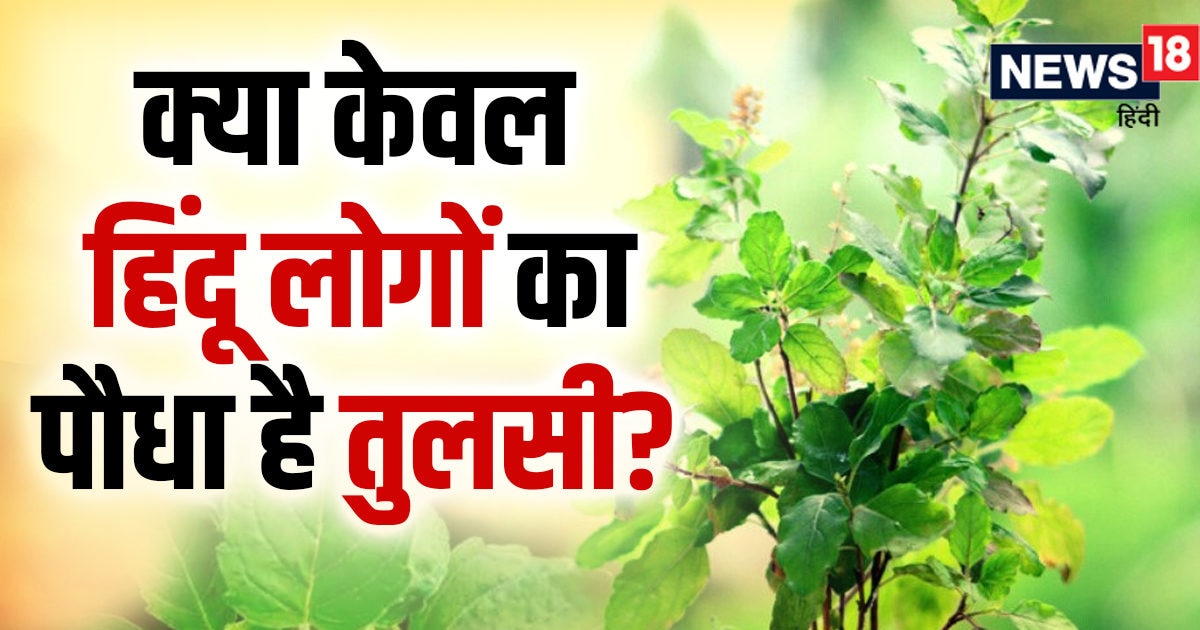 तुलसी केवल हिंदू लोगों का पौधा है, मुस्लिम घरों में नहीं होता यह? क्या