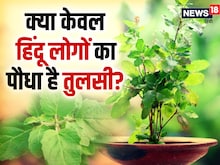 तुलसी हिंदुओं का पौधा है, मुस्लिम घरों में नहीं होता यह? क्या कहता है कुरान