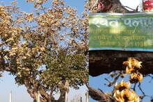 PHOTOS: लावारिस हालत में है ये इकलौता अनोखा पेड़, लोग अंधेरे में चुराते हैं फूल, तंत्र-मंत्र से है खास कनेक्शन