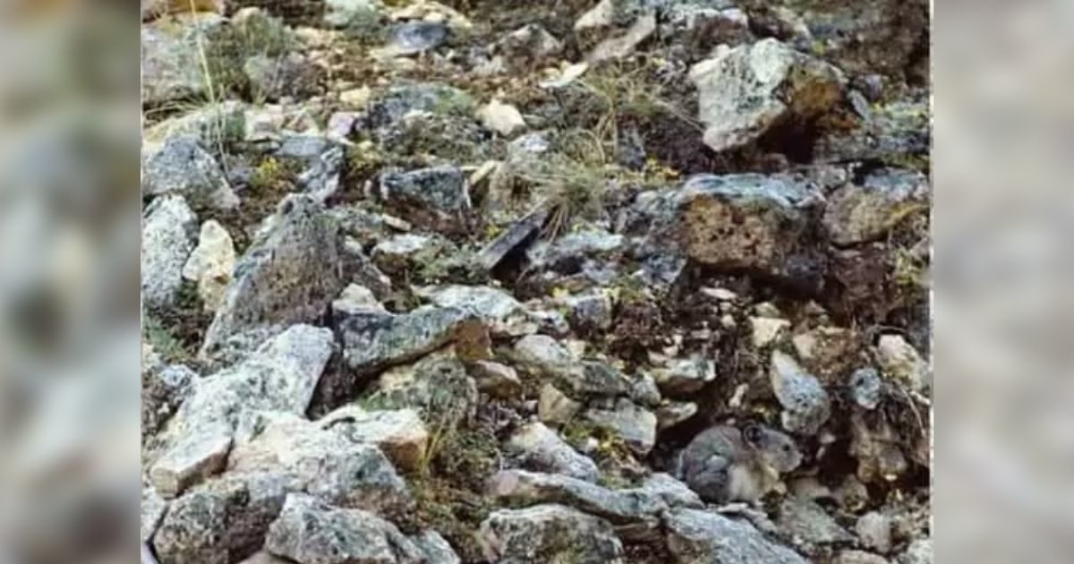 Search Under Rocks Can you find the creature hidden among the rocks in 5 seconds but it is ...