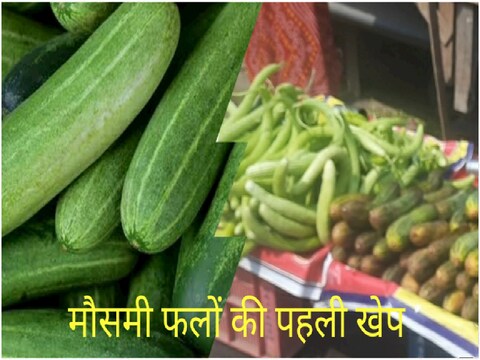 खीरा और ककड़ी की पहली खेप