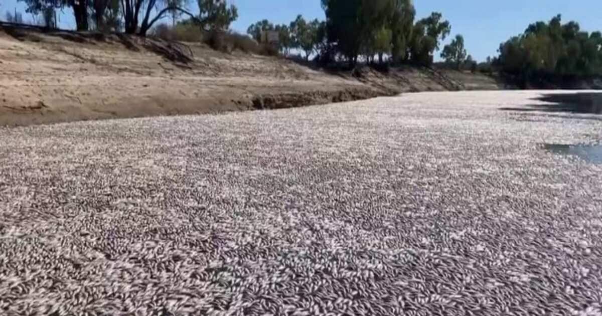 Millions of fish died here in a mysterious way, the people who saw the creepy scene lost their senses, what was the reason