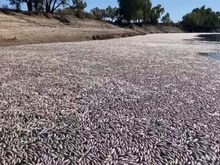 यहां रहस्यमयी तरीके से मरी गई लाखों मछलियां, मंजर देखने वालों के उड़े होश