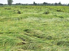 बारिश से पंजाब में गेहूं की फसल को भारी नुकसान, CM मान ने दिए सर्वे के आदेश