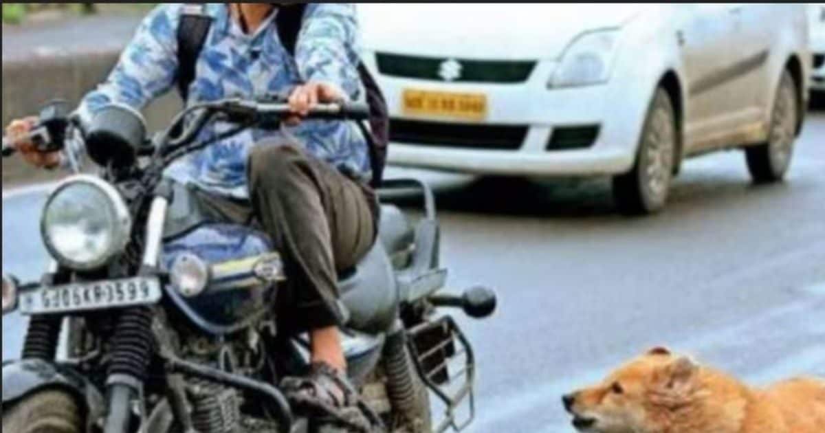 Why Dogs Chase Bikes car Know The Scientific Reason Behind It kutte