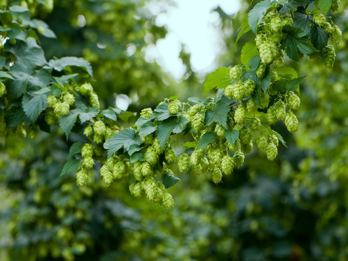 World most expensive vegetable, World most expensive vegetable Hop Shoots, World most Precious Vegetables, World most Costly Vegetables, Hop Shoots Price, hops plant, hop cultivation in india