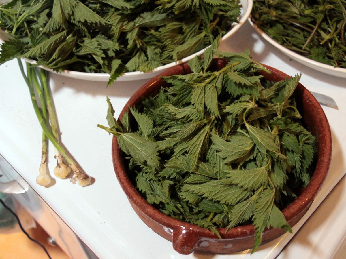 World most expensive vegetable, World most expensive vegetable Hop Shoots, World most Precious Vegetables, World most Costly Vegetables, Hop Shoots Price, hops plant, hop cultivation in india