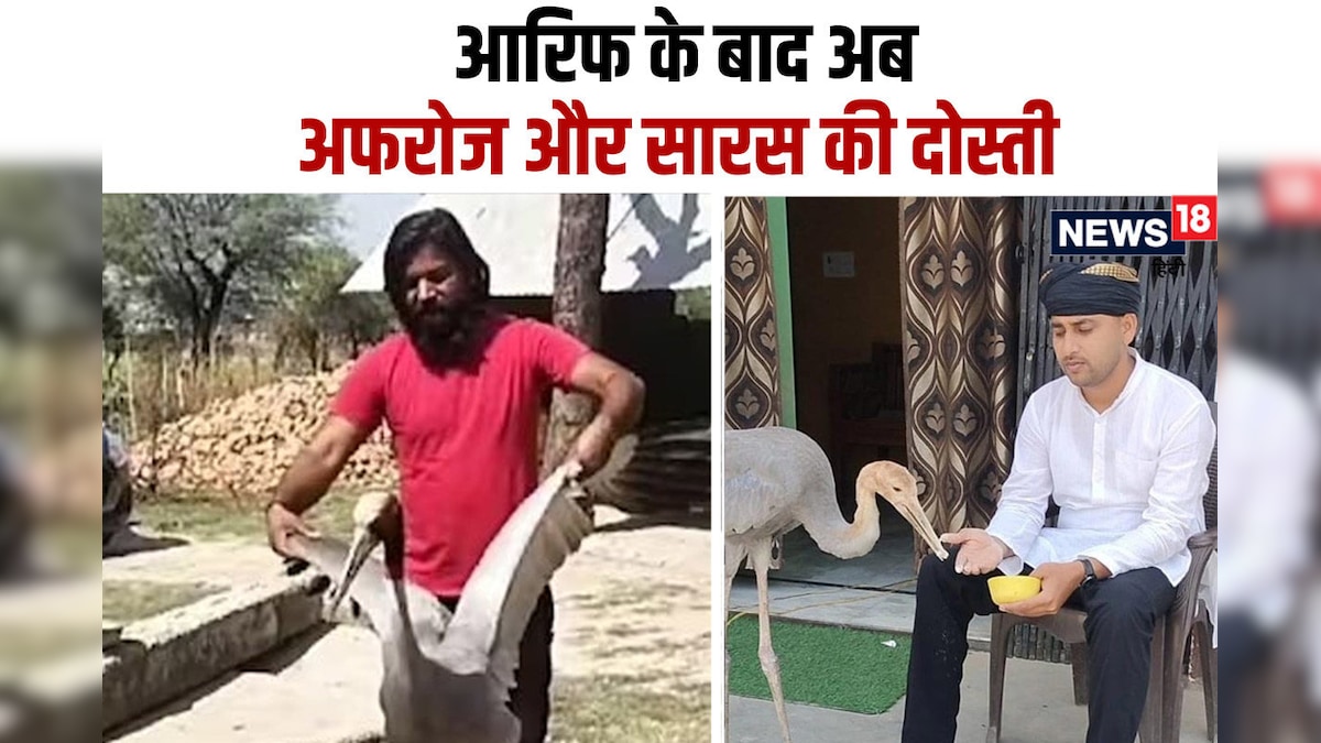 ये Dosti हम नहीं छोड़ेंगे, आरिफ के बाद अब अफरोज, जानें बड़ी दिलचस्प है सारस से फ्रेंडशिप की कहानी