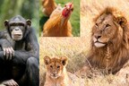 अपने ही बच्चों को मार डालते हैं ये 7 जानवर, फिर बना लेते हैं अपना भोजन! जानें क्यों करते हैं शिशु-हत्या
