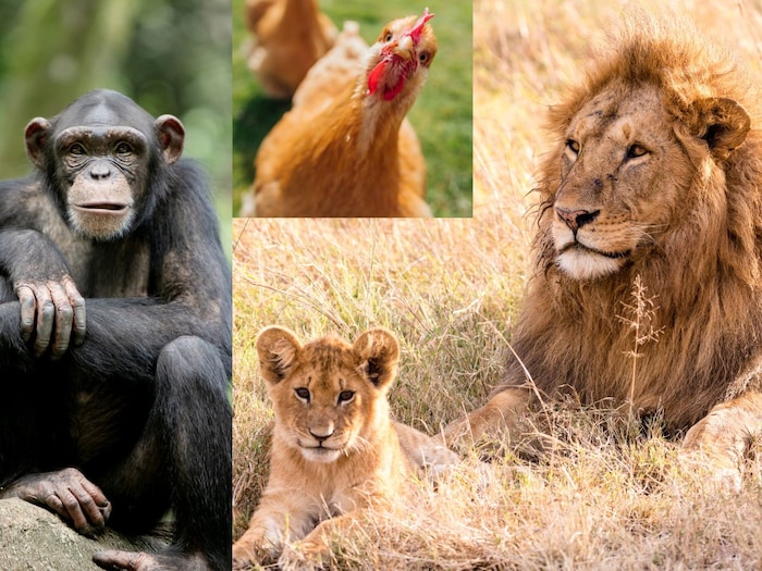 अपने ही बच्चों को मार डालते हैं ये 7 जानवर, फिर बना लेते हैं अपना भोजन