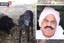 امیش پال قتل کیس: عتیق احمد کی غیر ملکی نسل کے کتے بھوک اور بیماری سے مر رہے ہیں، دو ہلاک