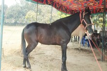 Siwan News: स्पीड के सौदागर हैं गाने-राजू, इन घोड़ों की डाइट जानकर चौंक जाएंगे...