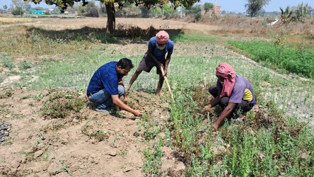  बिहार के गया के रहने वाले किसान आशीष सिंह ने ये पहल की थी. उन्होंने अमेरिका से ब्लैक पोटैटो का बीज मंगाया और 14 किलो बीज के खेती शुरू की.