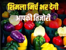 रंग-बिरंगी शिमला मिर्च आपकी भी भर सकती है जेब
