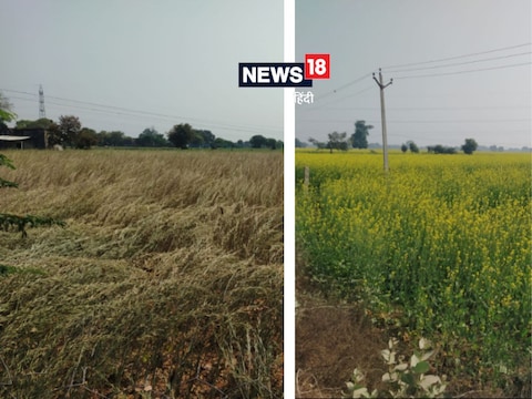 पिछली बारिश से फसलें बिछ चुकी हैं और अब फिर खड़ी फसलों पर संकट हो सकता है.