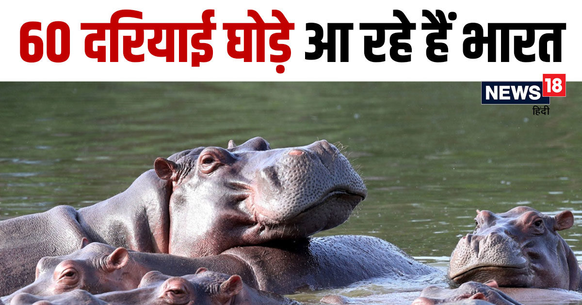 Colombia will send 60 hippopotamus to india will be airlifted to gujarat